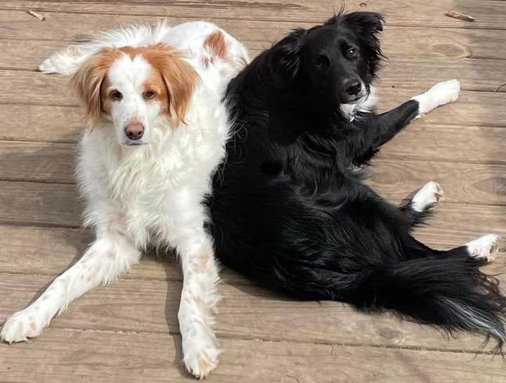 Pet Health Club for Dogs