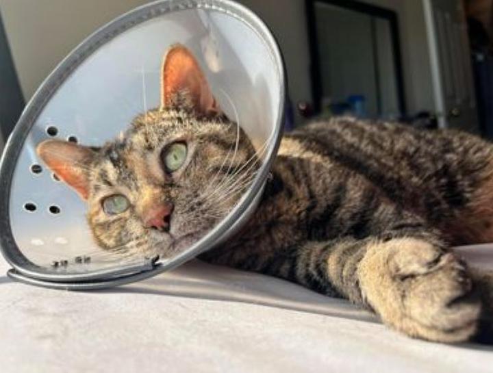 Pet Allergy & Dermatology