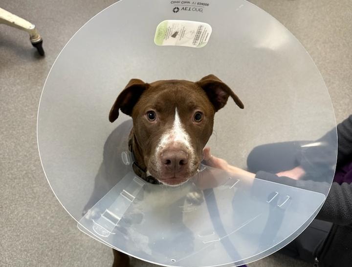 South Bend Veterinary Surgeries