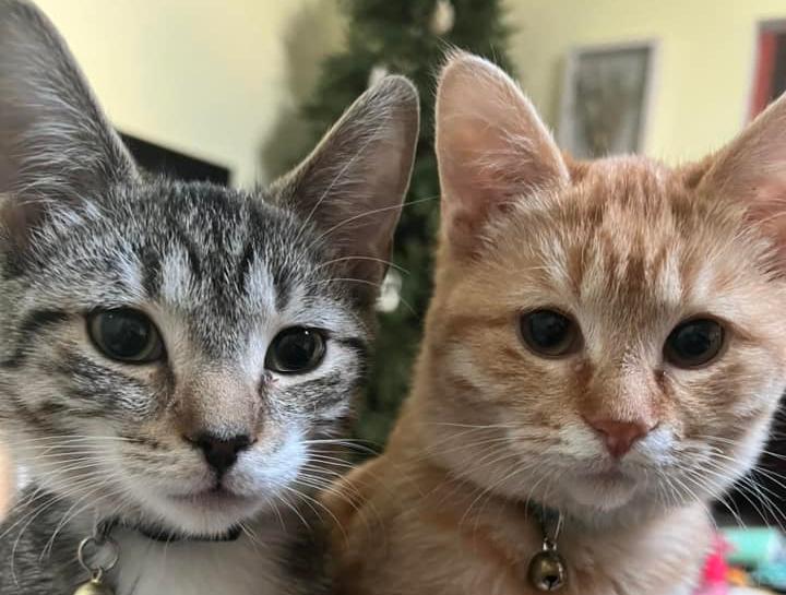 Pet Health Club for Kittens