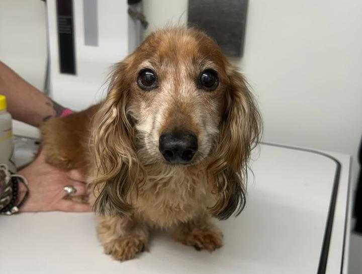 Xrays for Cats & Dogs