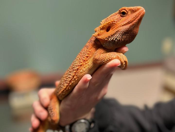 Exotic Vet in South Bend