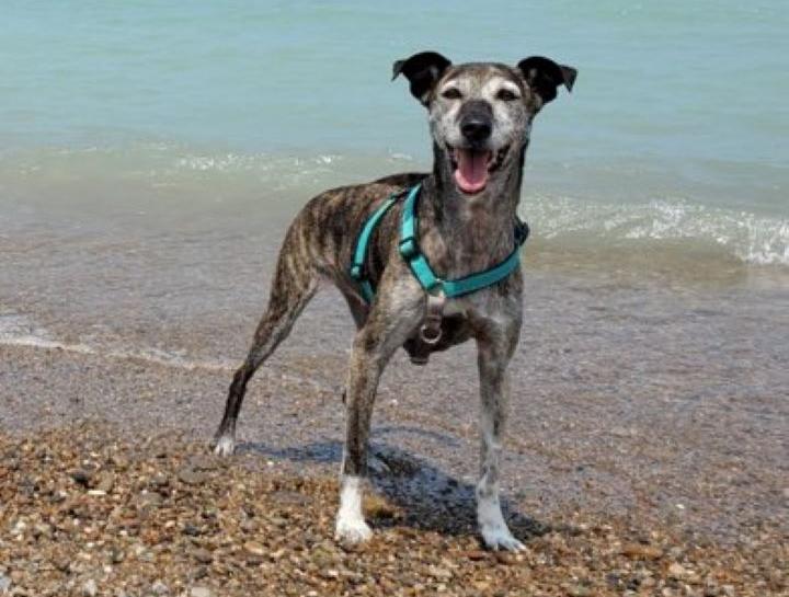 USDA Certified Veterinarian