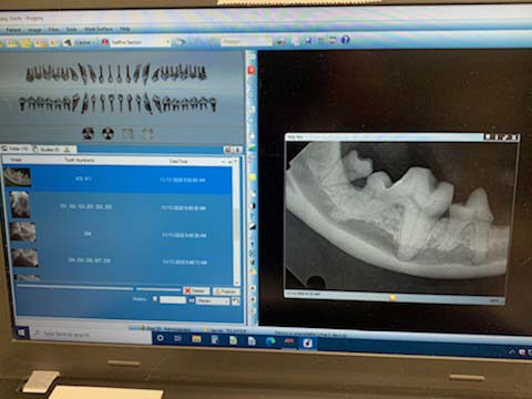 Digital Dental Radiology