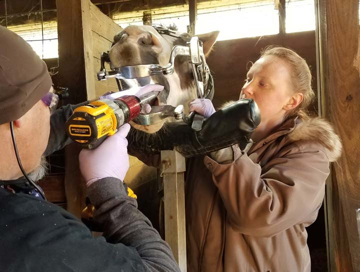 Equine Care Preventive Care, Dentistry & Surgeries