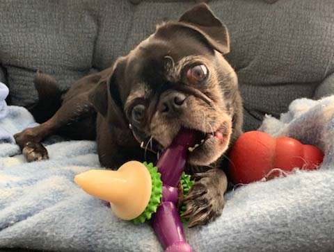 Preventive Dental Care