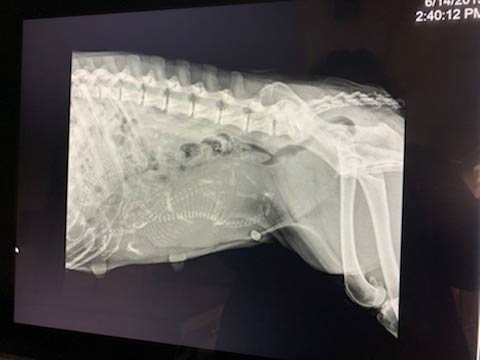 Pet Digital Radiology