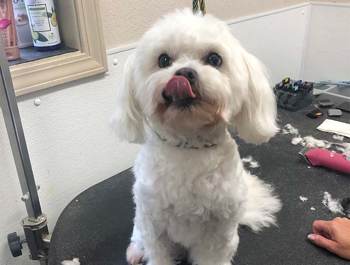 South Bend Pet Grooming Pet Groomers