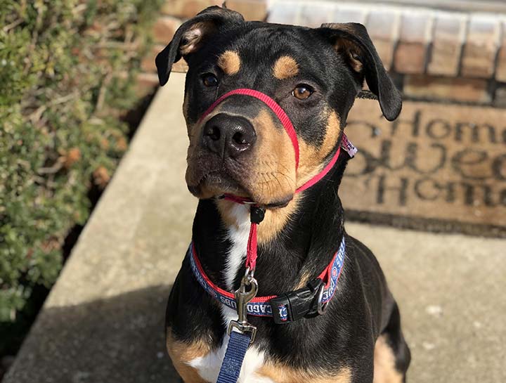 Pet Prescription Refills