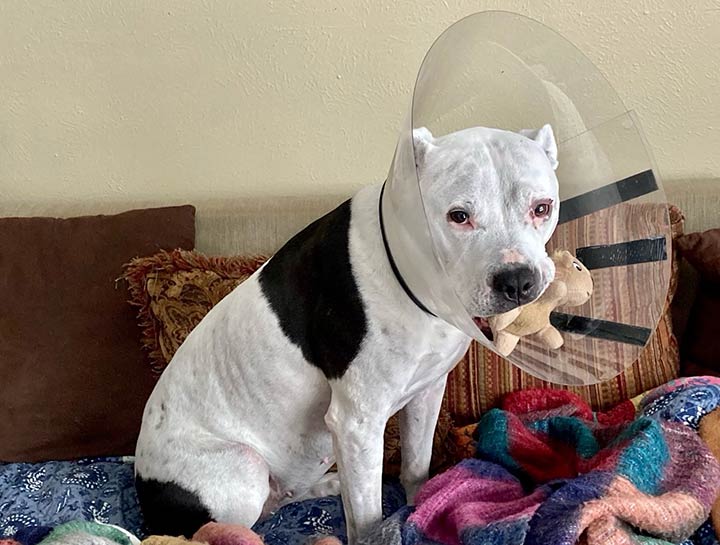 Advanced Soft Tissue Surgery