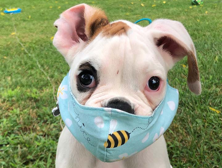 Spay & Neuter Procedures