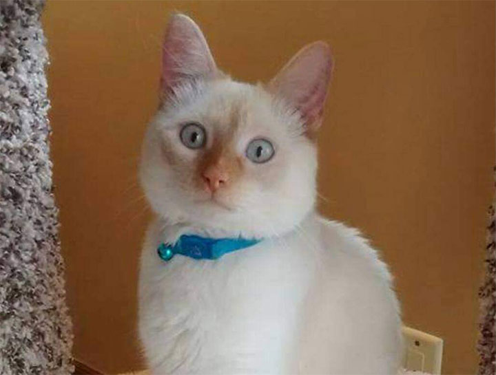 Stem Cell & PRP Therapy